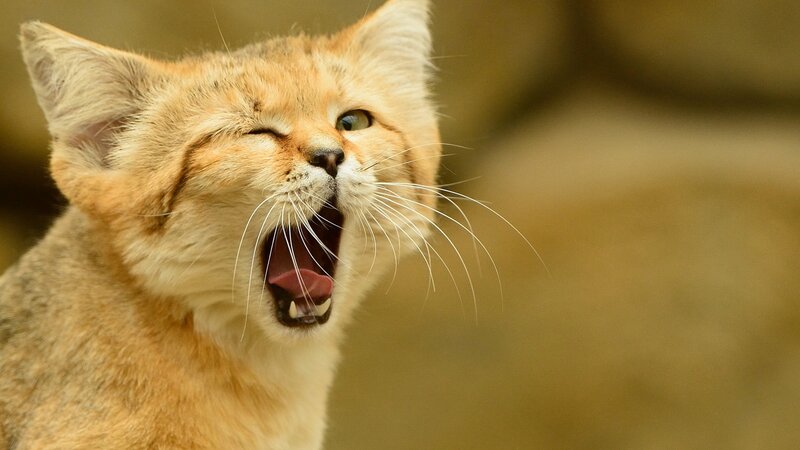 Fennec Fox Kitten