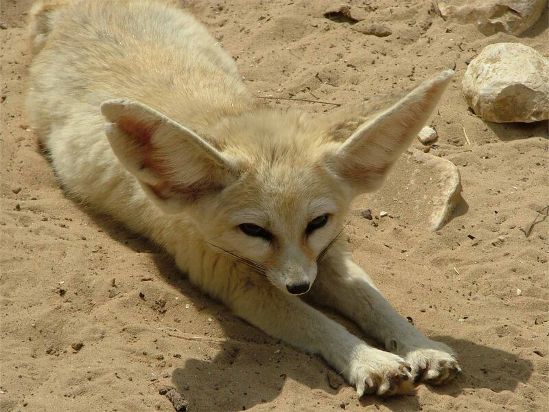 Fennec Fox Lying Down — Beige, Calm