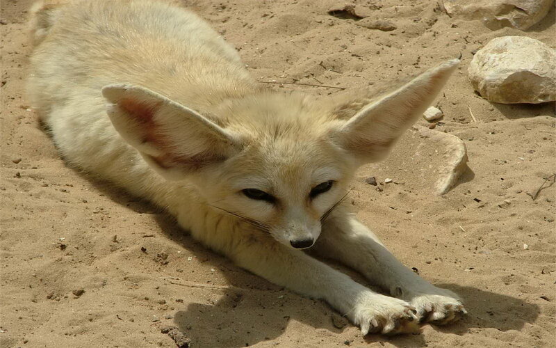 Fennec Fox Lying Down — Beige