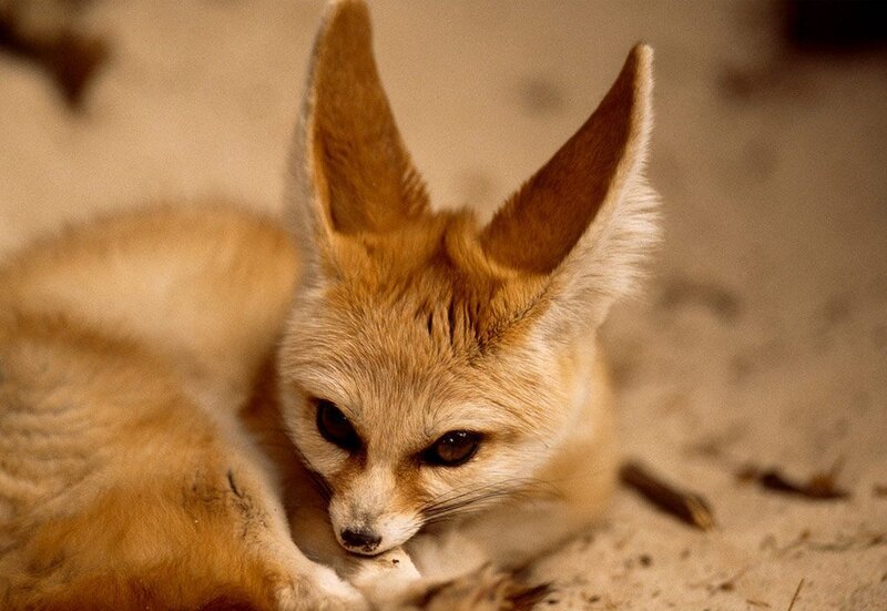 Fennec Fox Lying Down