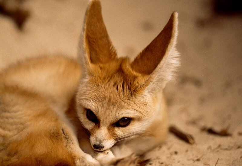 Fennec Fox Lying