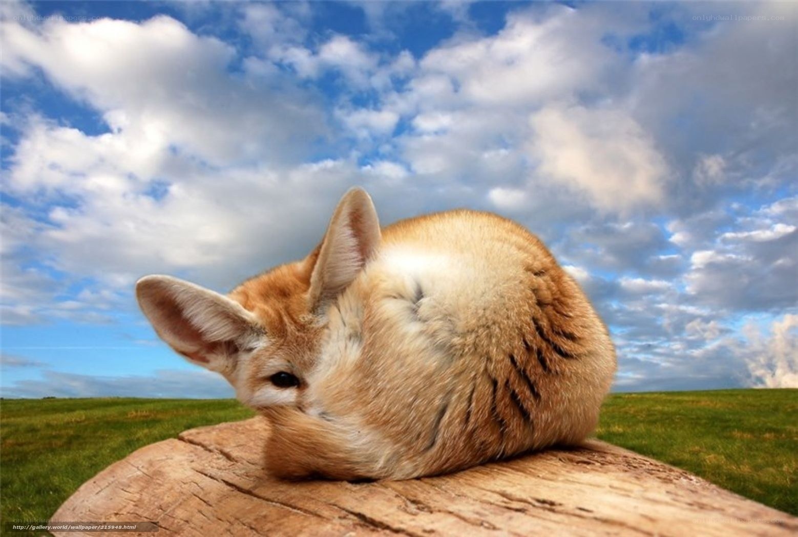 Fennec fox on a log