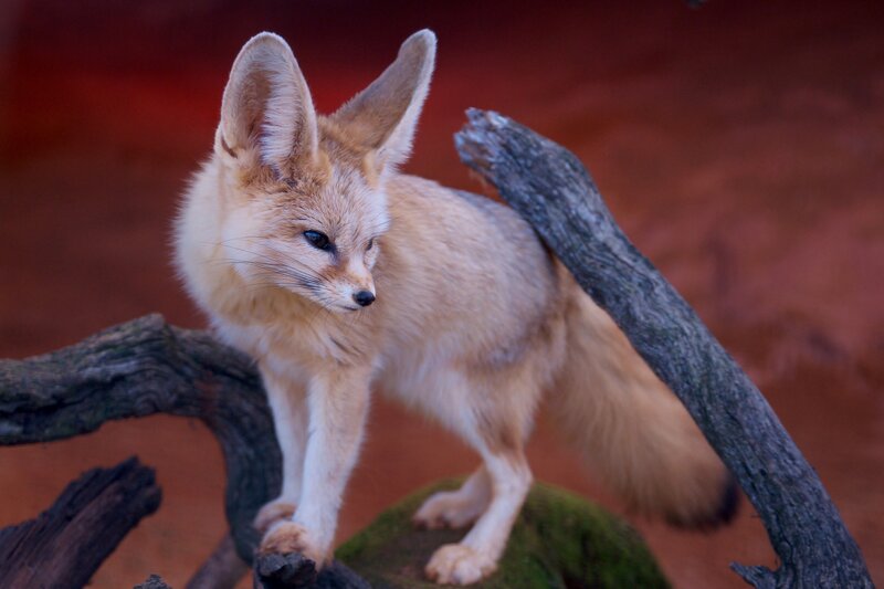 Fennec Fox on Branch