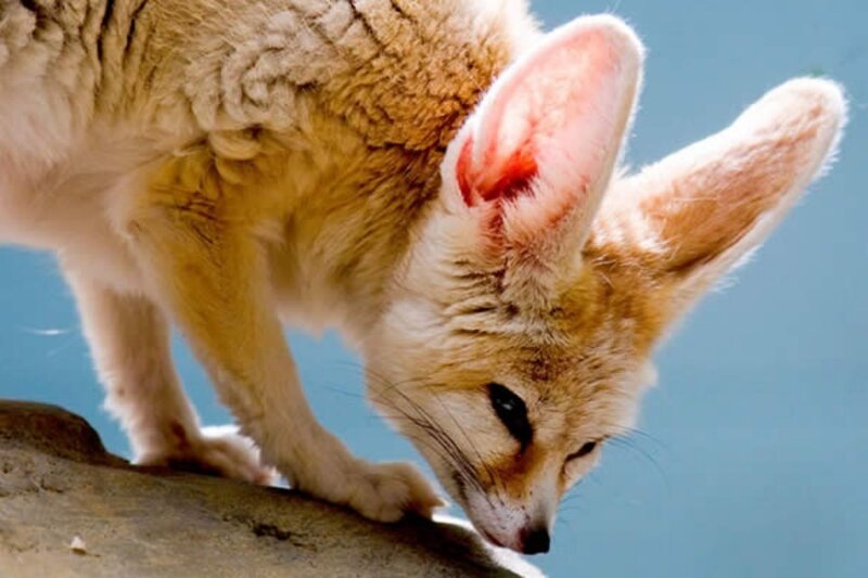 Fennec Fox on Rock