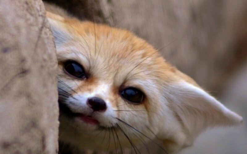 Fennec Fox Peeking
