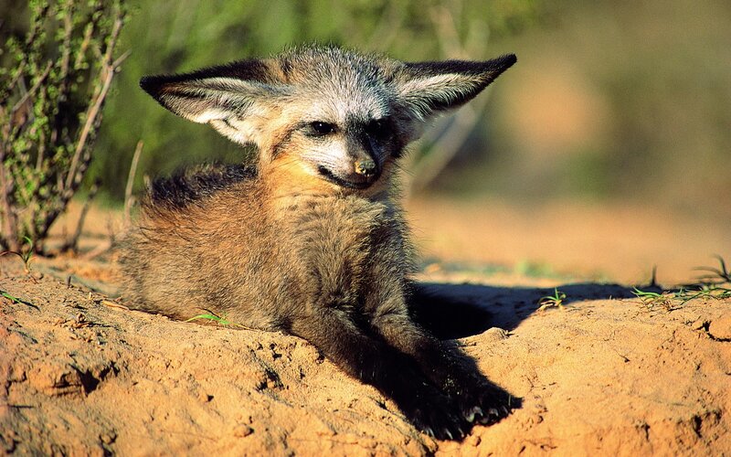 Fennec fox pup in the wild