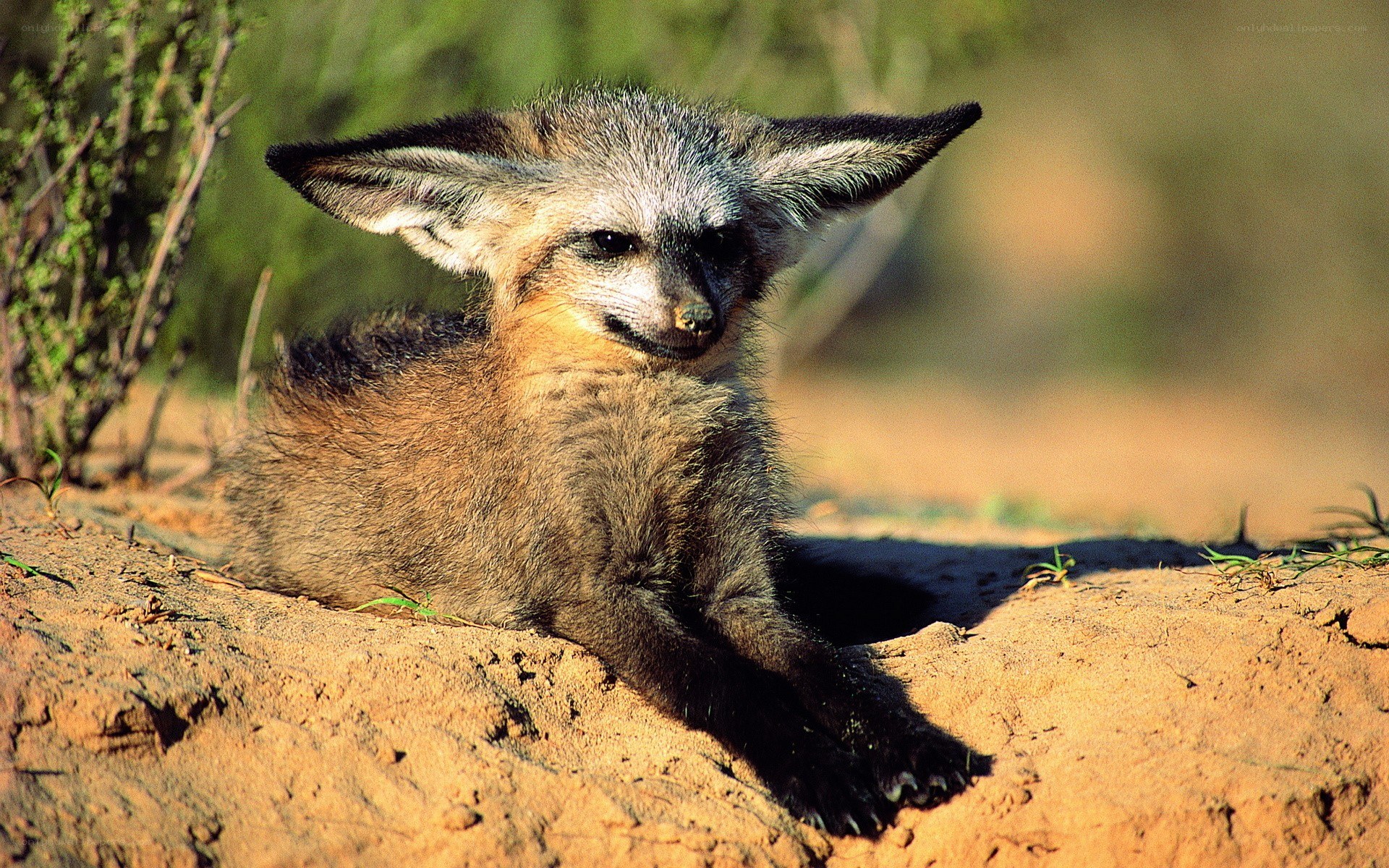 Fennec fox pup in the wild