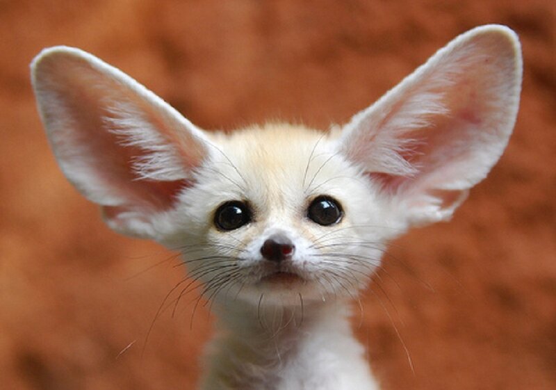 Fennec Fox Pup