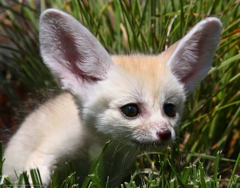 Fennec Fox Pup — White, Curious, Afternoon