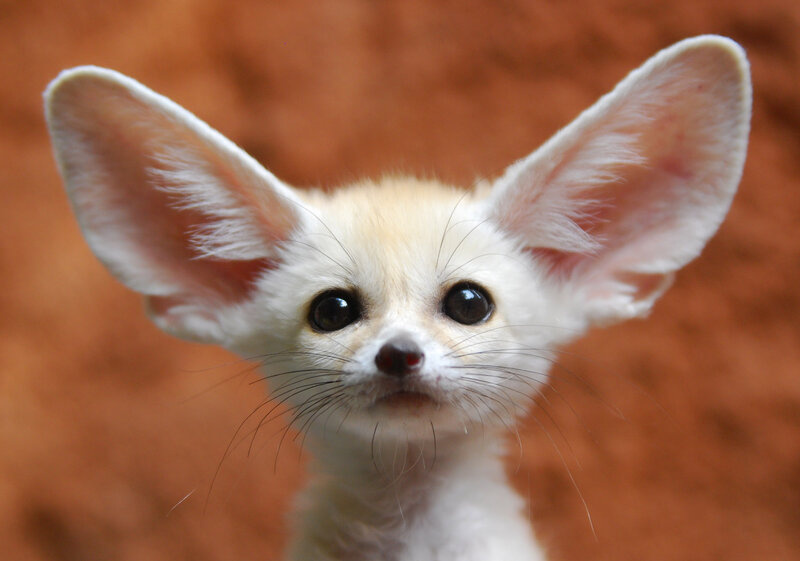 Fennec Fox Pup — White, Curious, Photograph, Ears