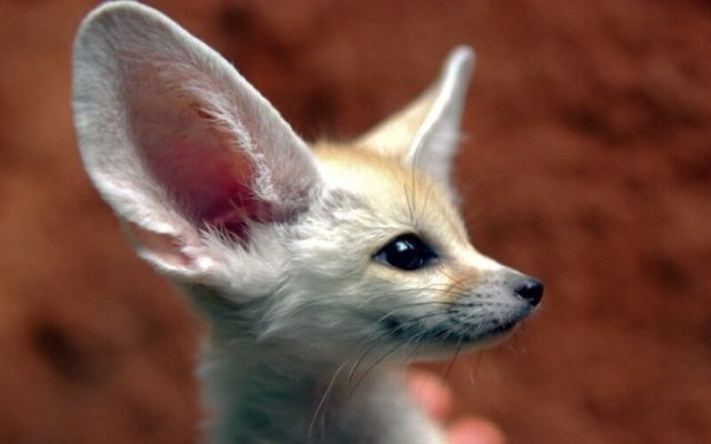 Fennec Fox Pup — White, Curious, Photograph