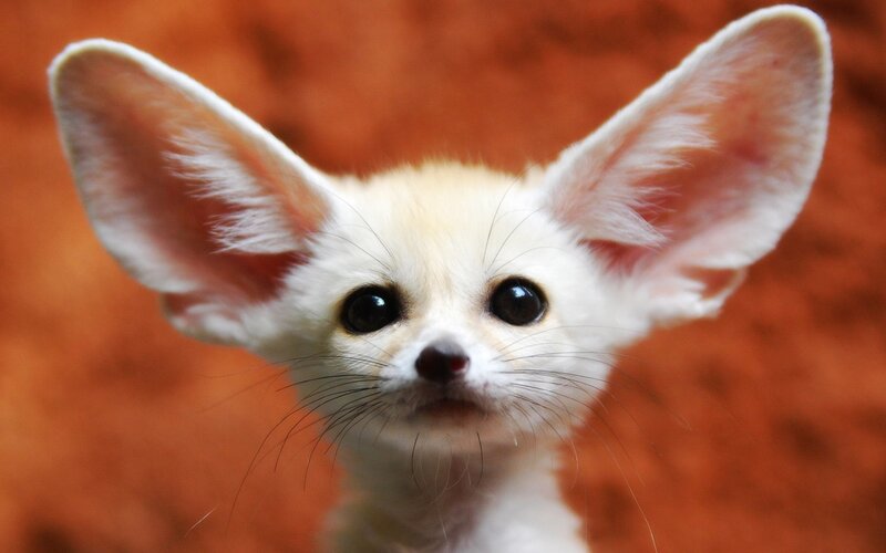 Fennec Fox Pup — White, Curious