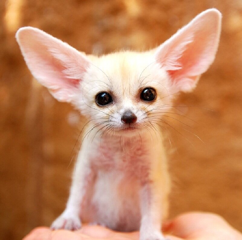 Fennec Fox Pup — White