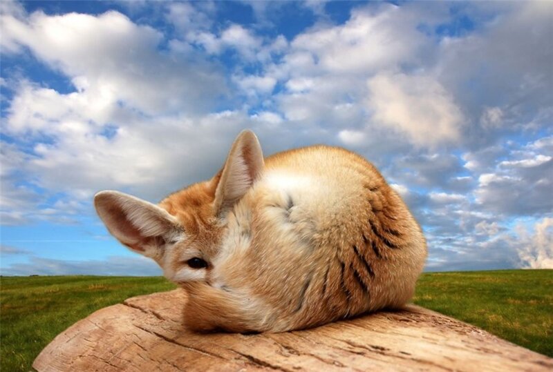 Fennec fox resting on a log