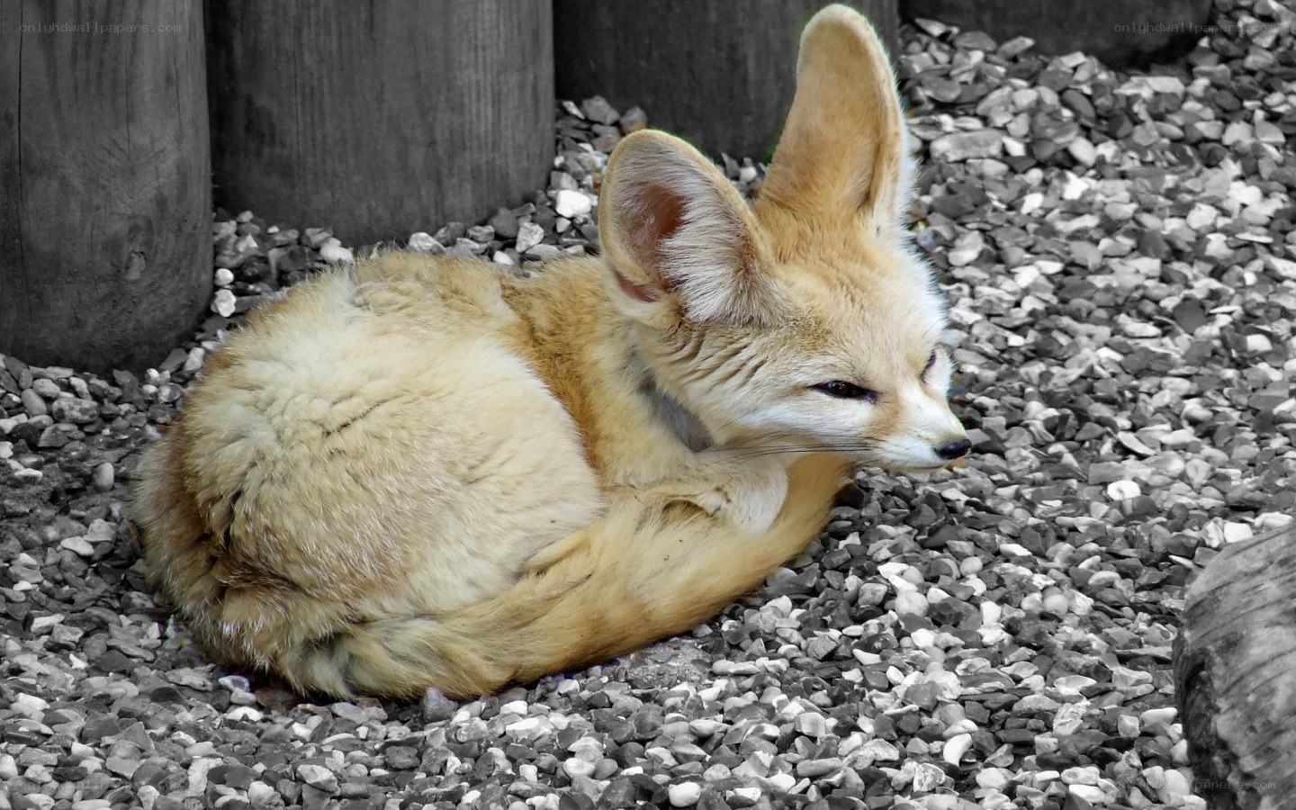 Fennec fox resting on gravel