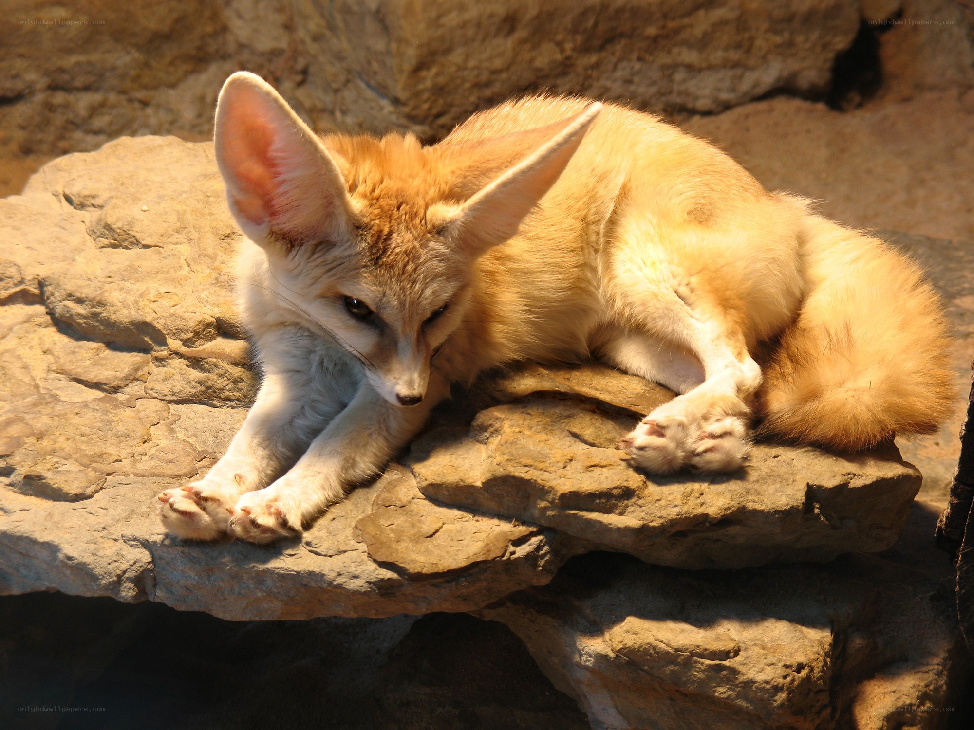 Fennec fox resting on rocks