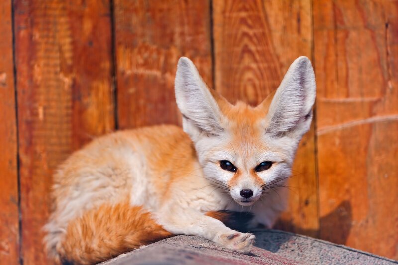 Fennec fox resting on wood