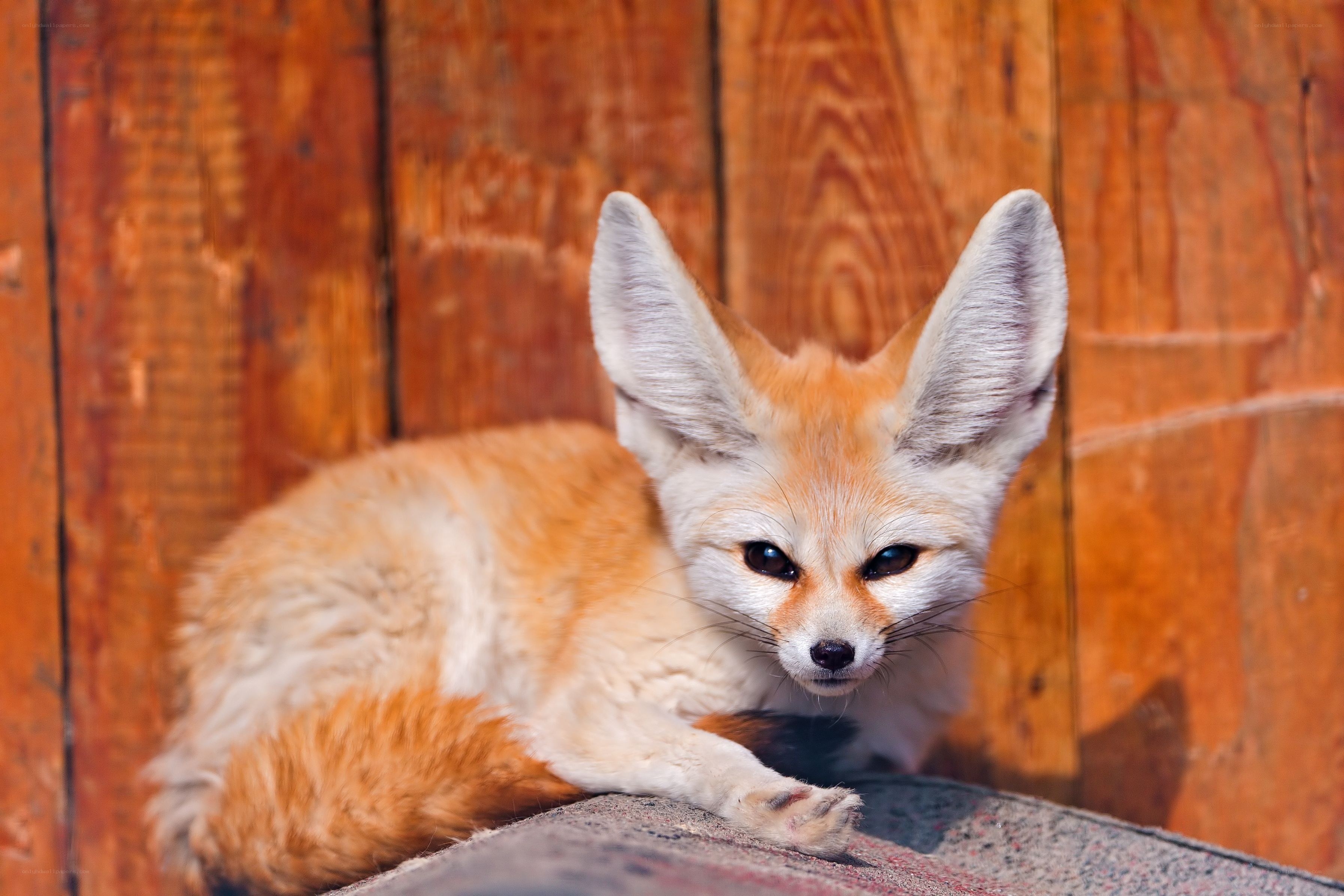 Fennec fox resting on wood