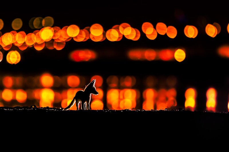 Fennec Fox Silhouette