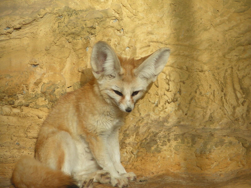 Fennec fox sitting against rock