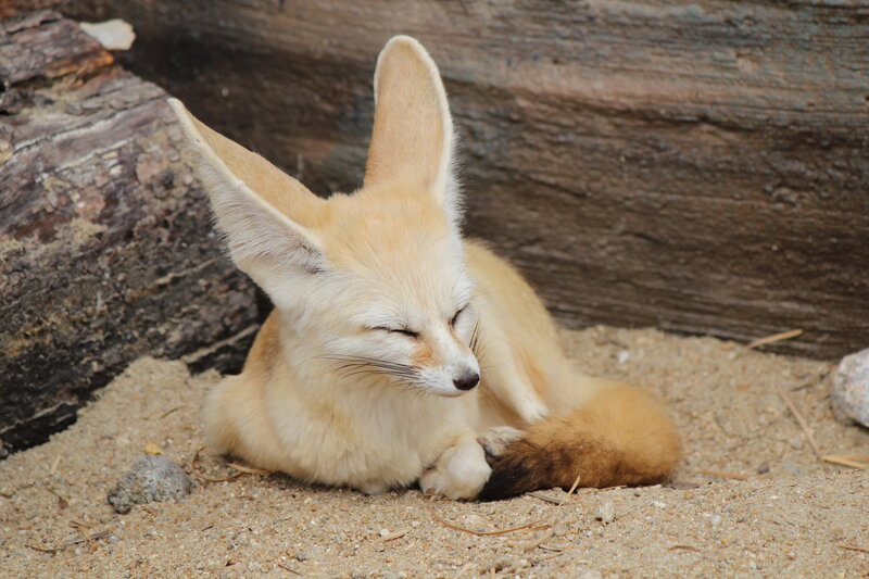 Fennec Fox Sleeping — Beige