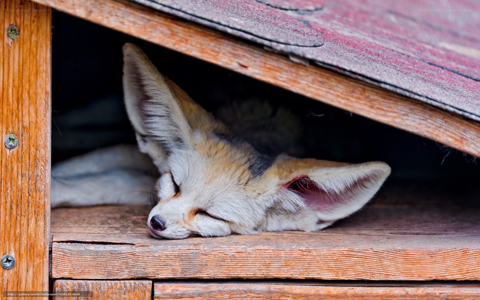 Fennec fox sleeping in shelter