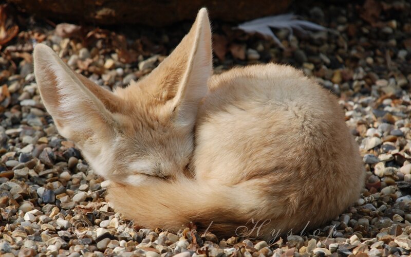Fennec fox sleeping on pebbles