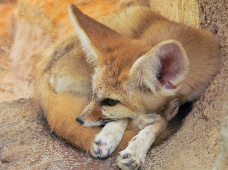 Fennec Fox Sleeping