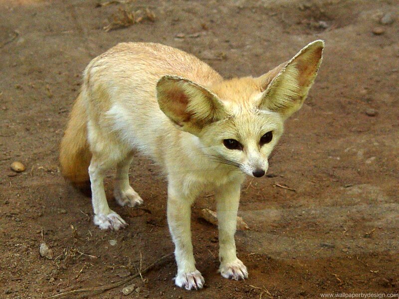 Fennec Fox Standing
