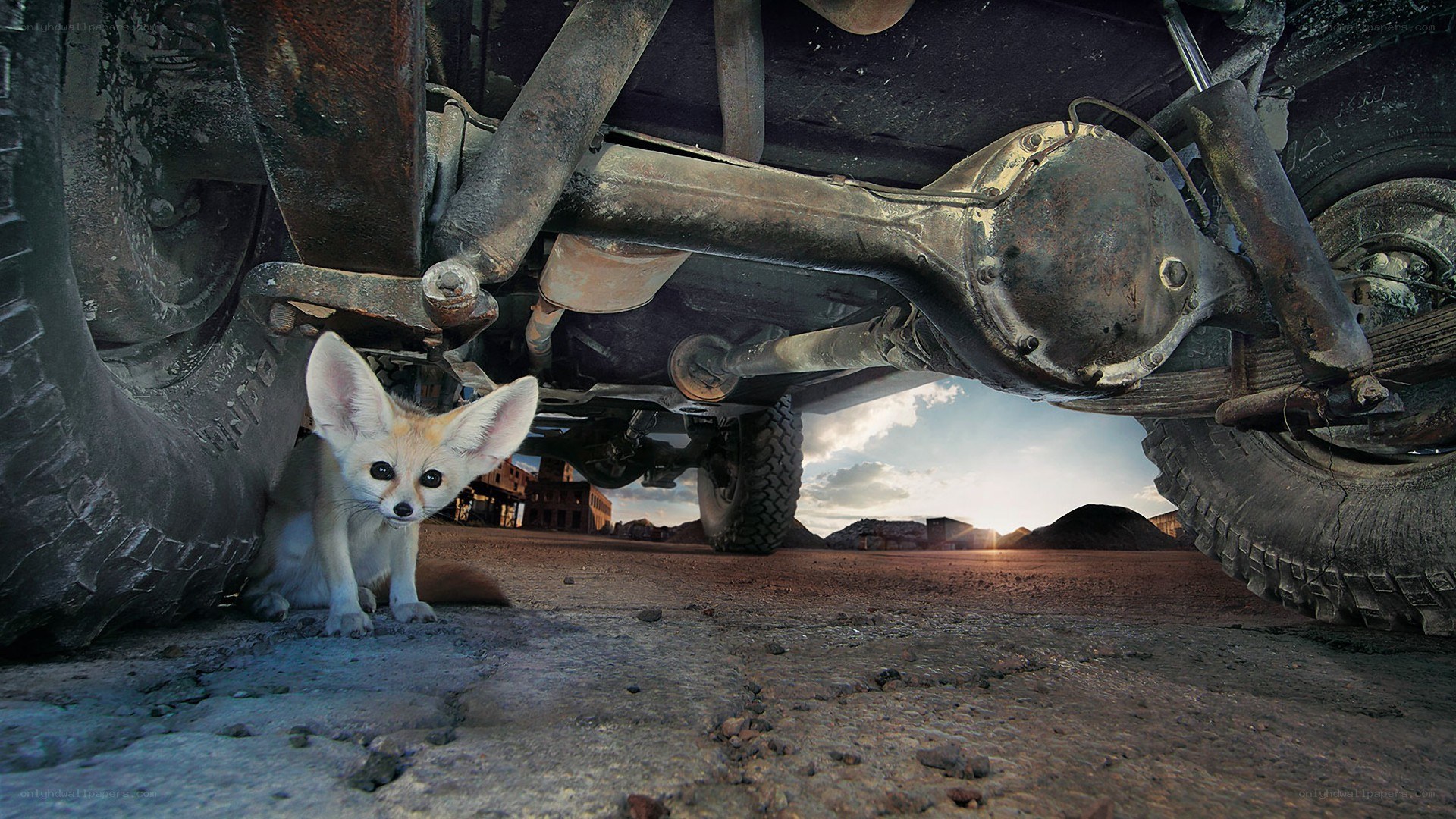 Fennec fox under a vehicle