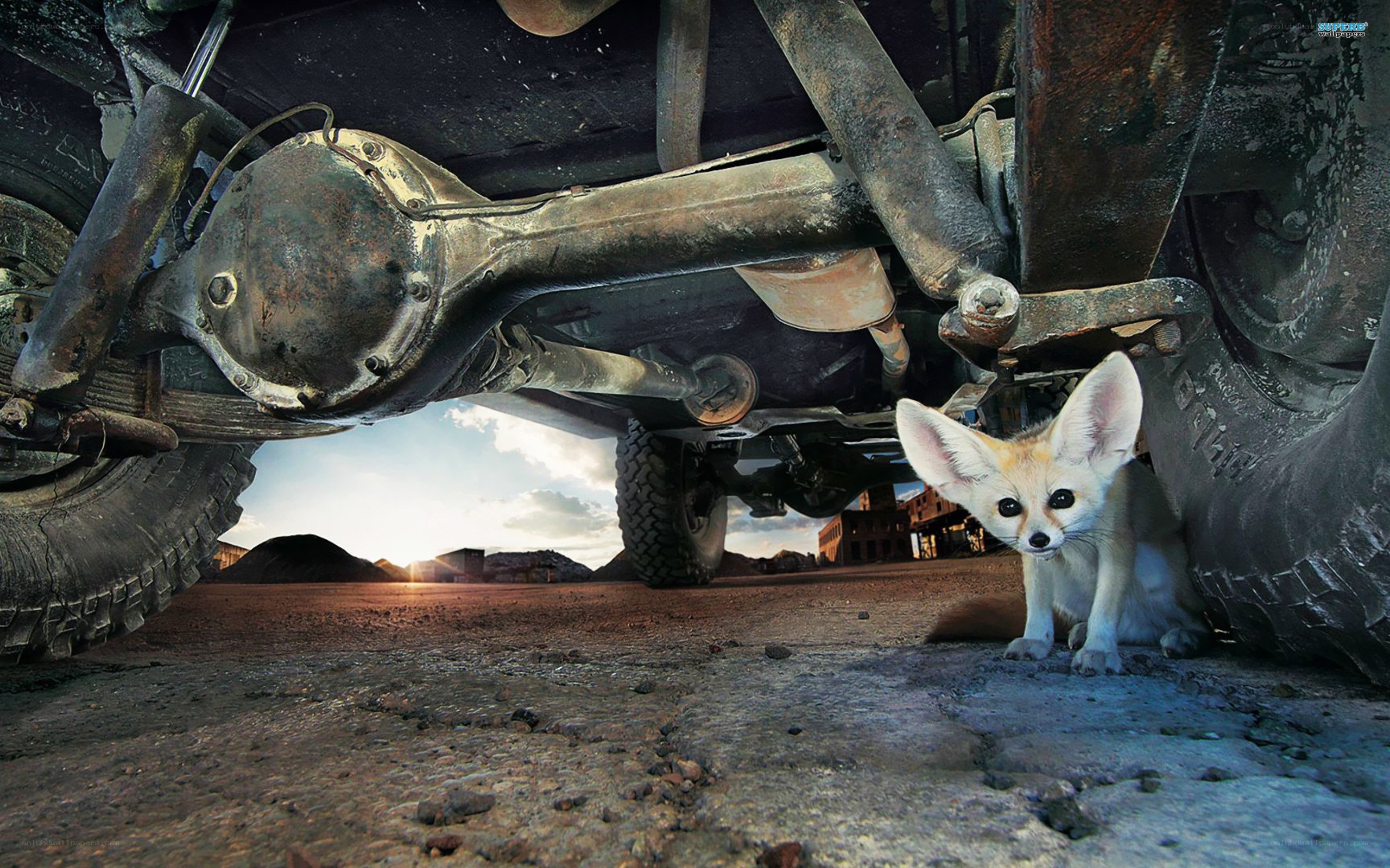 Fennec fox under a vehicle