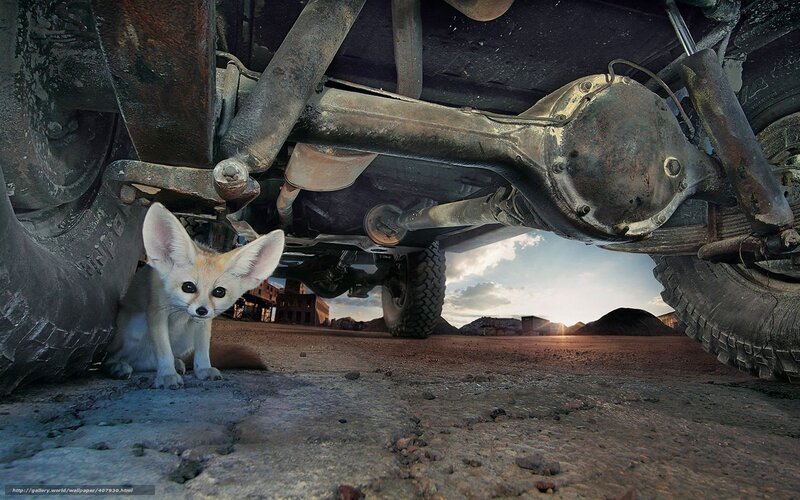 Fennec fox under a vehicle