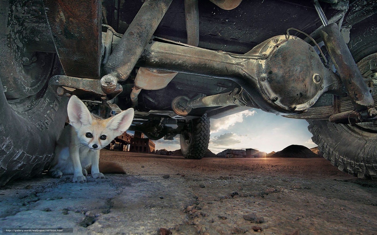 Fennec fox under a vehicle