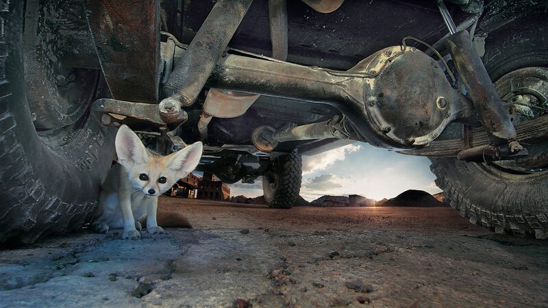 Fennec Fox under Car — Brown, Dramatic