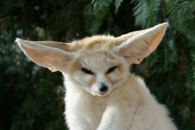 Fennec Fox — White, Calm