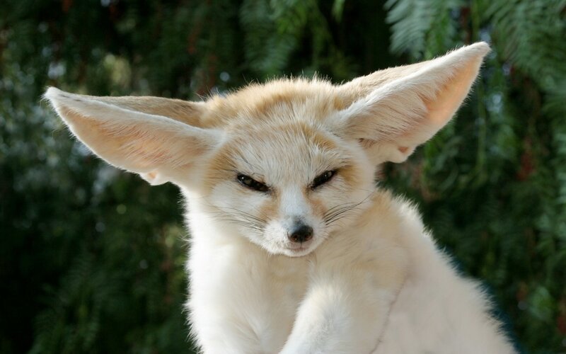 Fennec Fox — White
