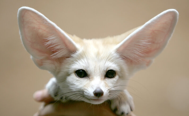 Fennec fox with large ears
