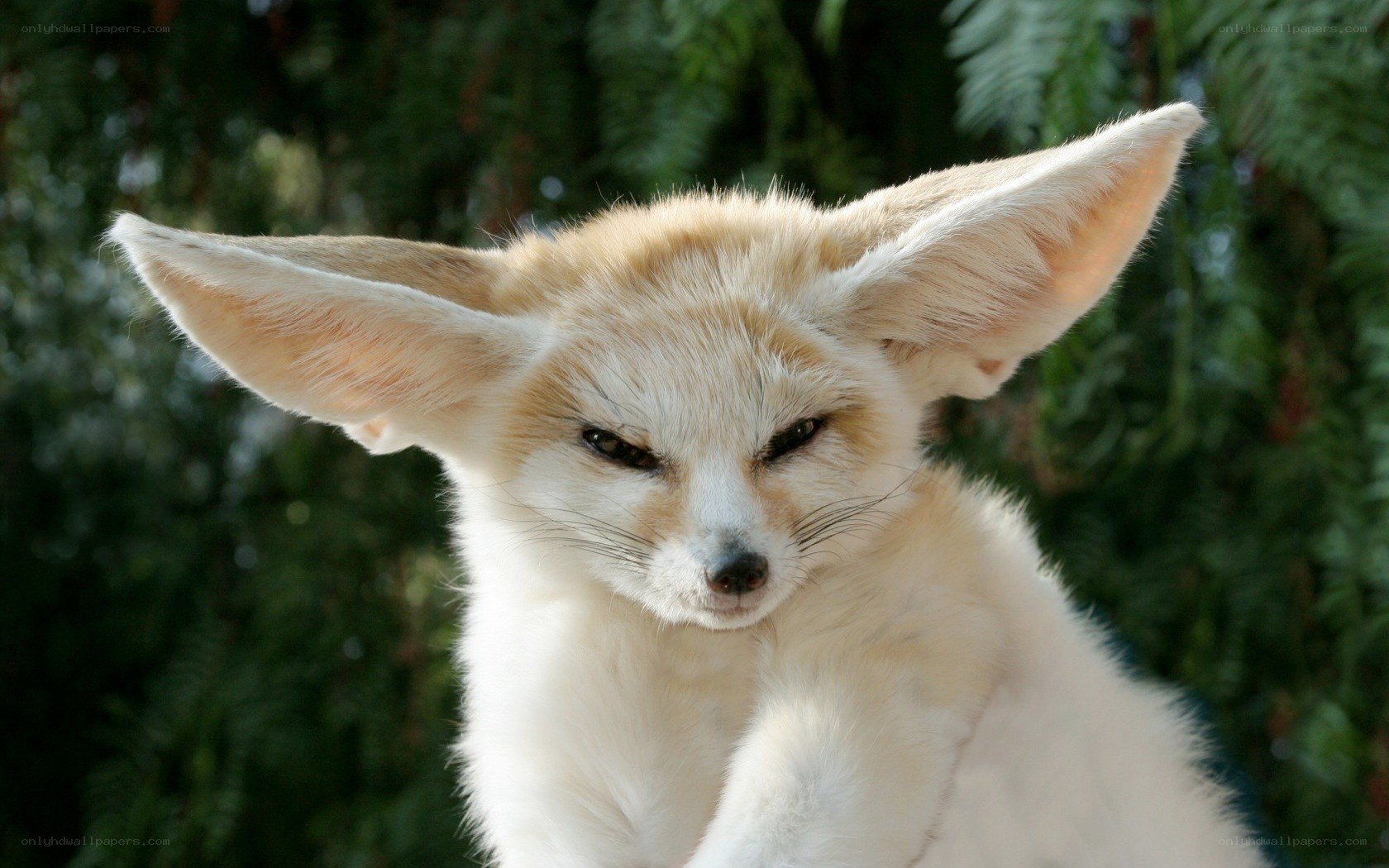 Fennec fox with large ears