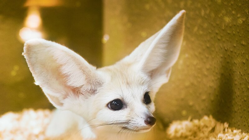 Fennec fox with large ears