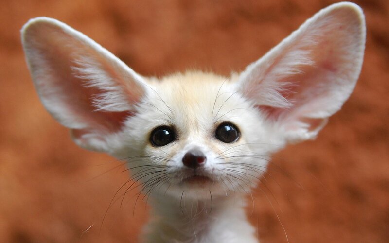 Fennec fox with large ears