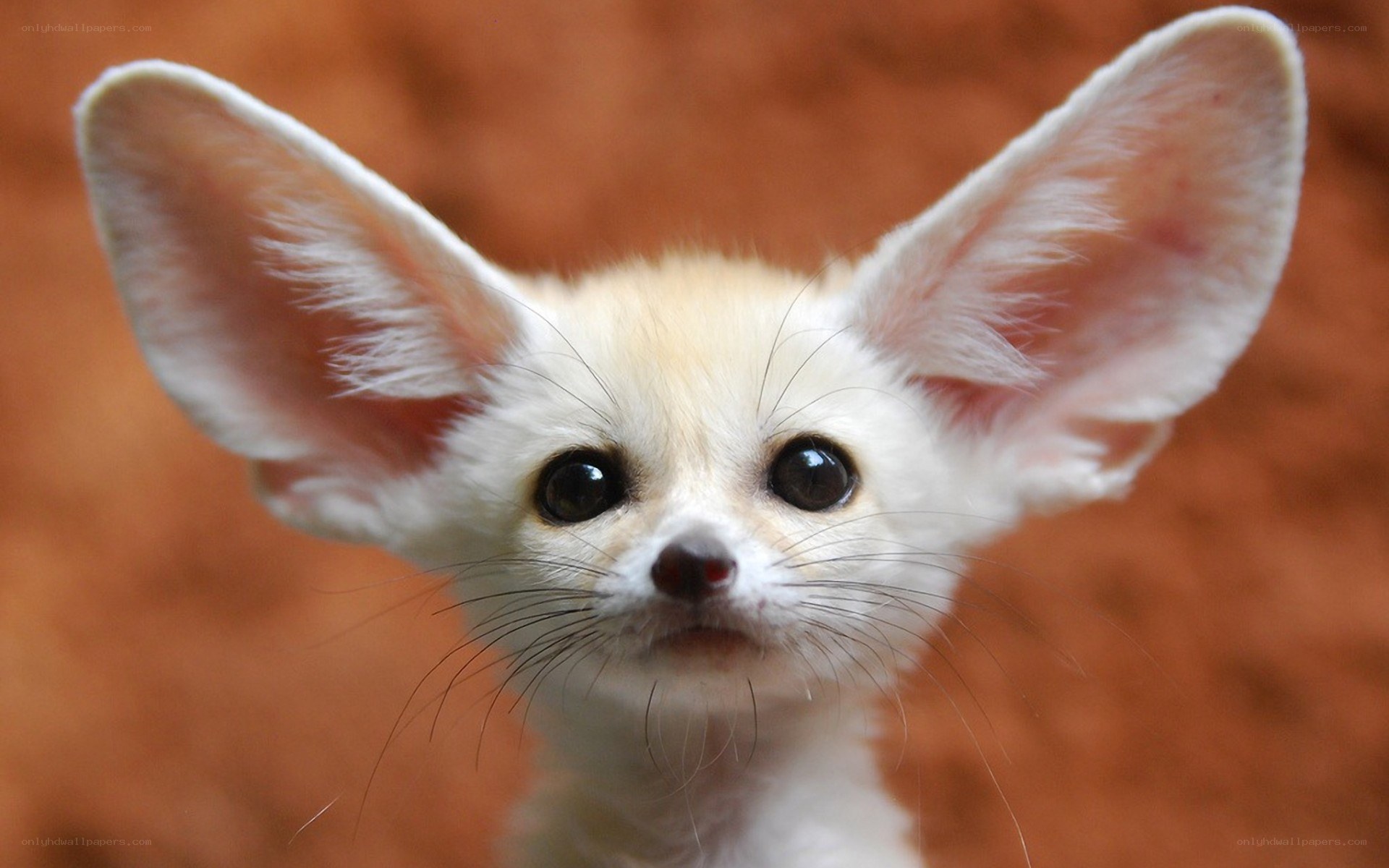 Fennec fox with large ears