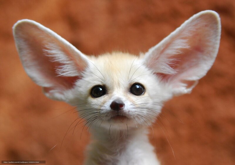 Fennec fox with large ears
