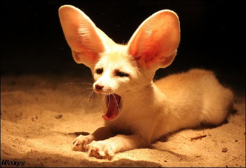Fennec Fox Yawning — Beige