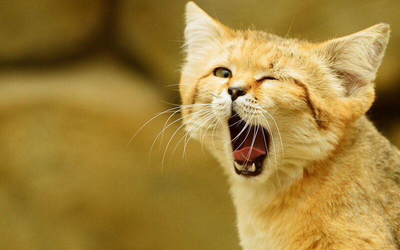 Fennec Fox Yawning — Brown, Relaxed