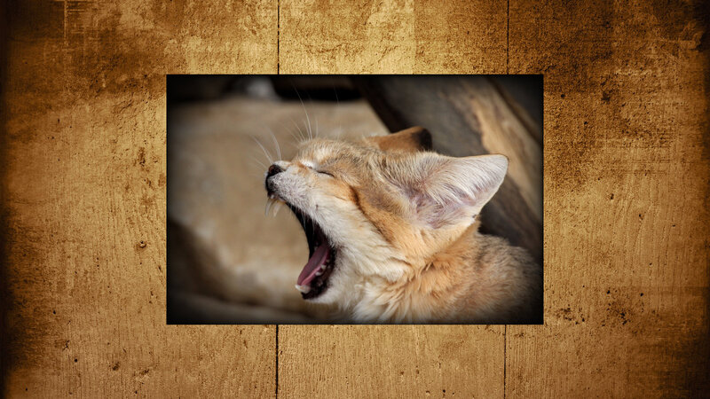 Fennec Fox Yawning — Brown
