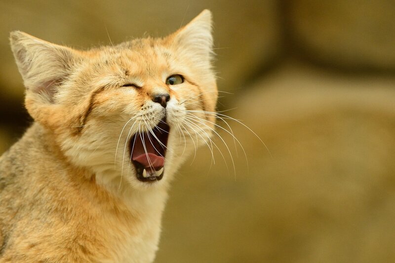 Fennec Fox Yawning — Tan, Calm