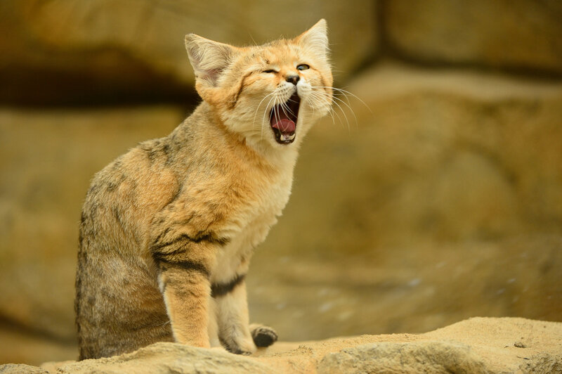Fennec Fox Yawning — Tan