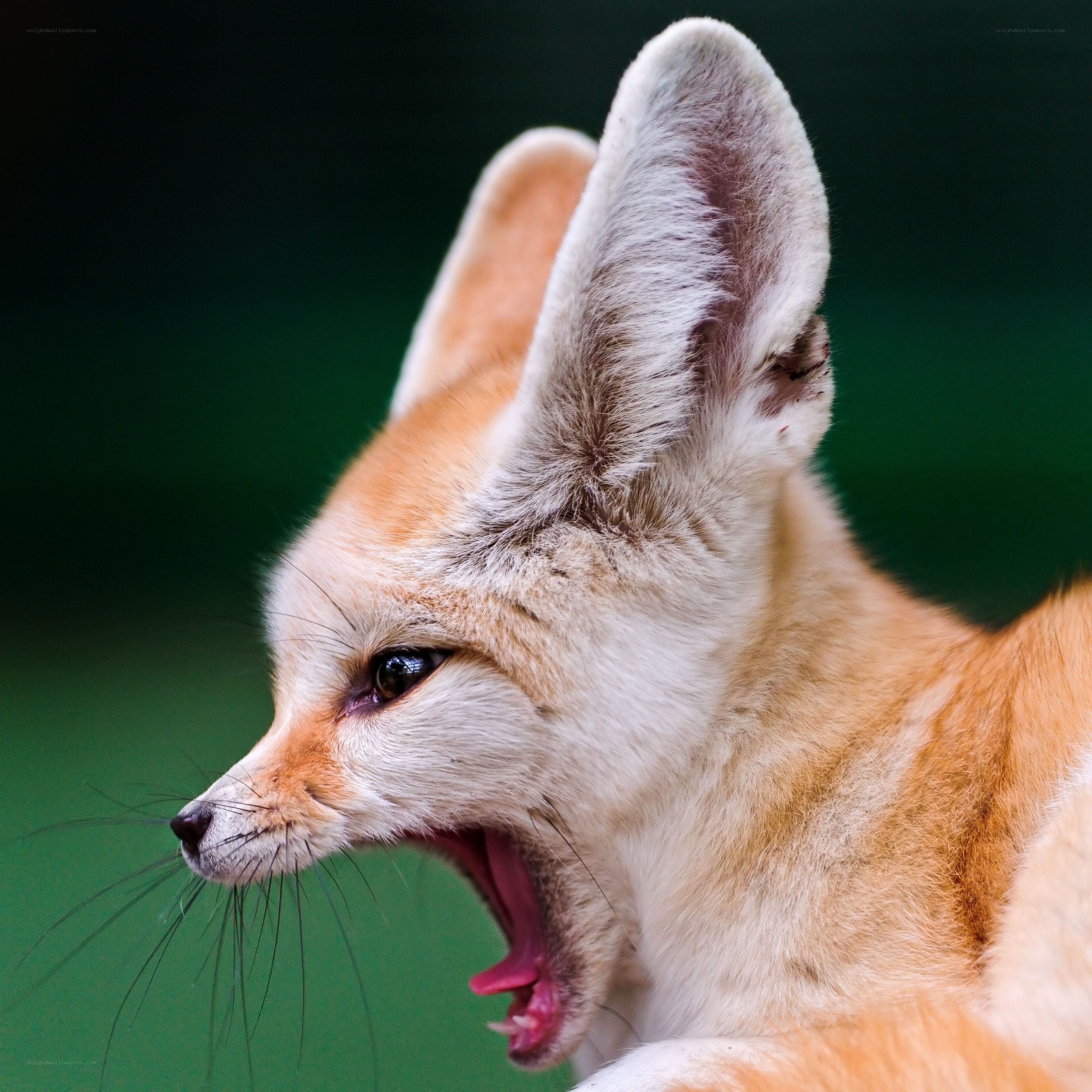 Fennec fox yawning