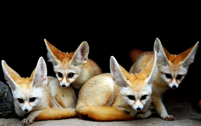 Fennec foxes in a group