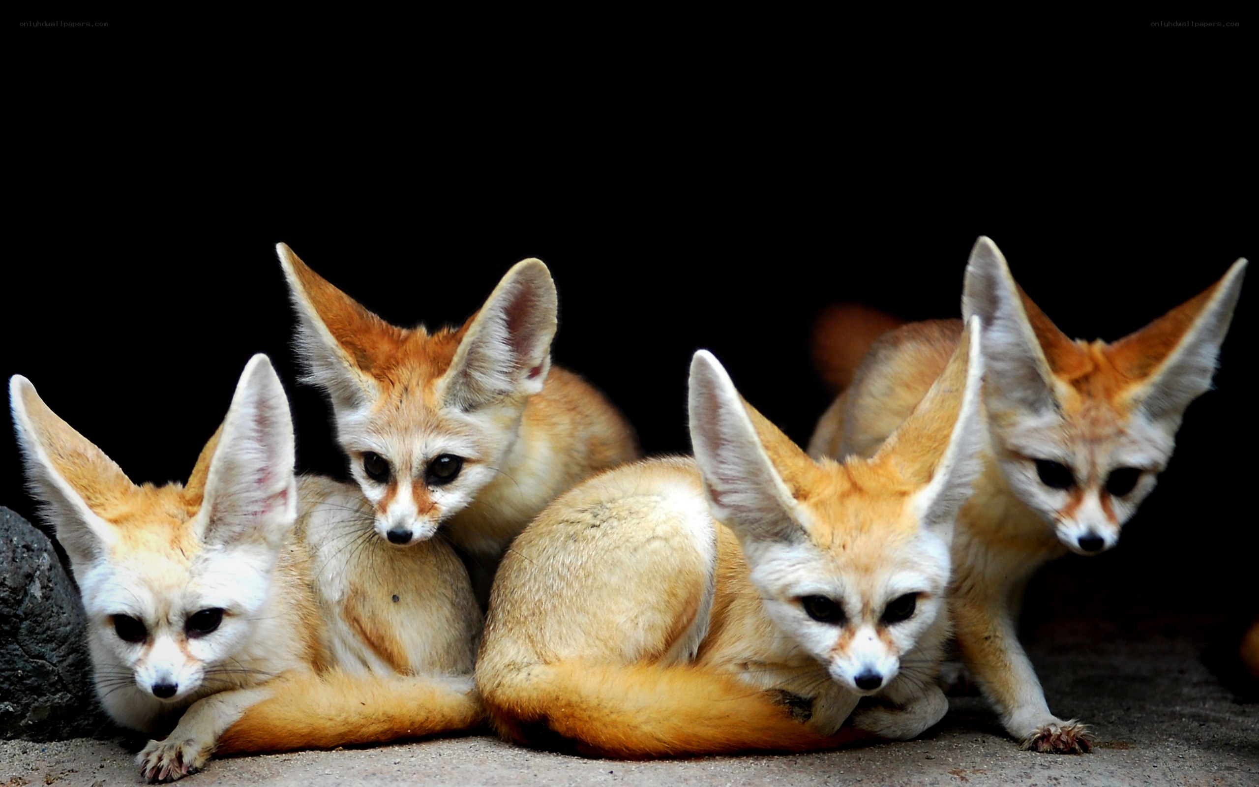 Fennec foxes in a group